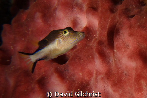 Sharpnose Puffer(Canthigaster rostrata) by David Gilchrist 